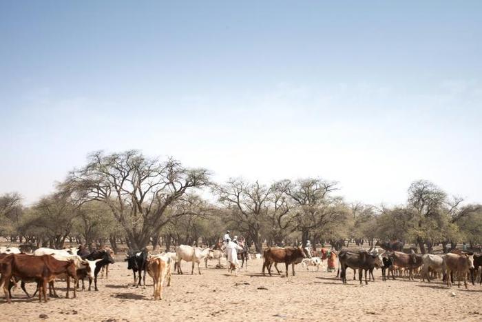 Tensions between indigenous settled farmers and nomadic Arab herders have run high for years