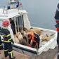 So far only 32 sheep have been rescued after the Queen Hind capsized on Sunday off the Romanian coast