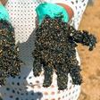 A volunteer shows his crude-encrusted gloves at Praia de Busca Vida beach in Bahia state during a cleanup operation on November 3