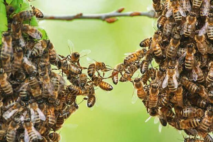 Italian beekeeping expert killed by Ghanaian bees