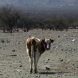 Cows seen on farmland left arid by a lack of rainwater in Colina, north of Santiago, Chile