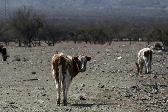 Cows seen on farmland left arid by a lack of rainwater in Colina, north of Santiago, Chile