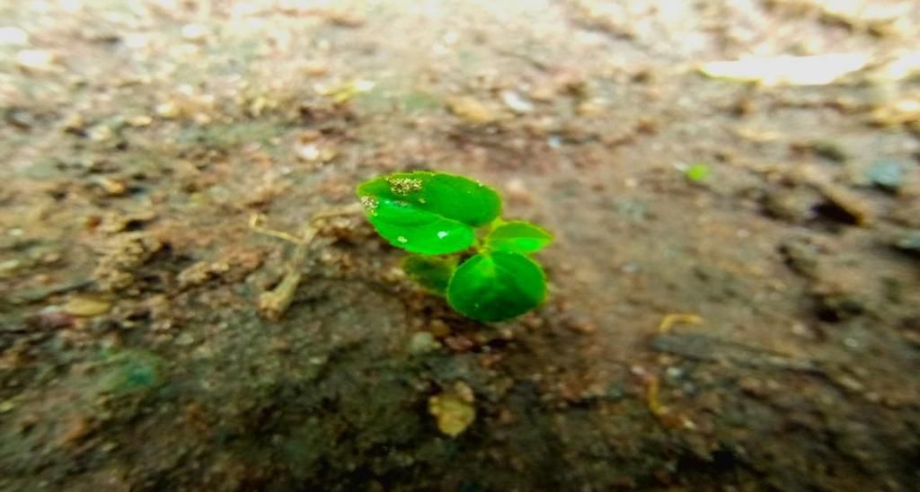 A Detailed Macro Picture Taken with The Camon 12