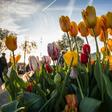 A probe found that often only one flower resembled the pictures on the packaging, and that there were fewer bulbs than advertised