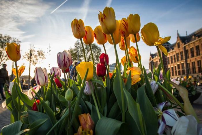 A probe found that often only one flower resembled the pictures on the packaging, and that there were fewer bulbs than advertised