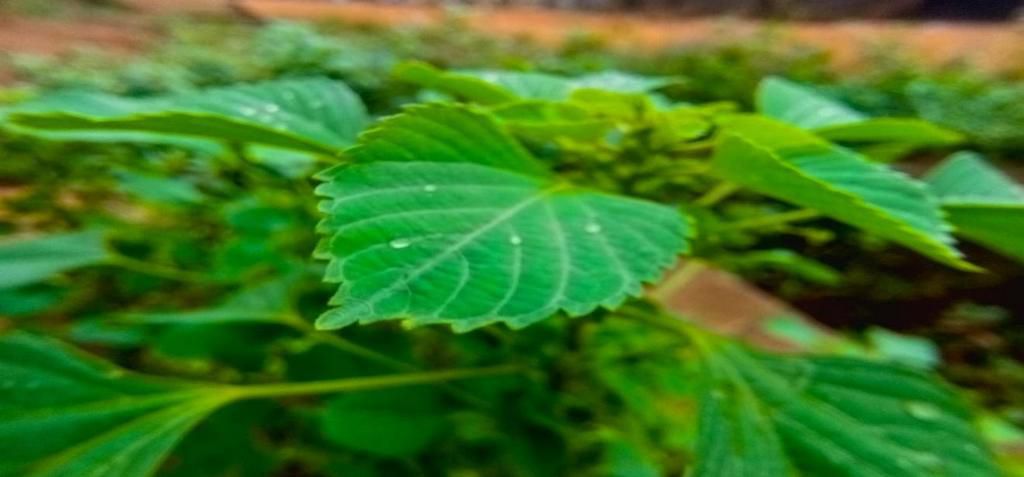 A Micro Image Taken with the Camon 12