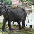Tikiri, aged 70, has died just weeks after an outcry over her proposed participation in a Sri Lanka parade