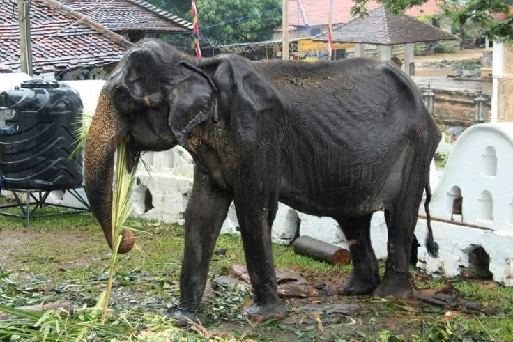 Tikiri, aged 70, has died just weeks after an outcry over her proposed participation in a Sri Lanka parade