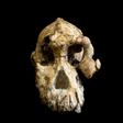 The skull, known as "MRD", was discovered not far from the younger Lucy -- the ancient ancestor of modern humans