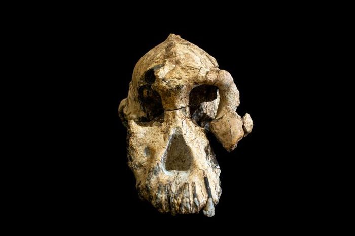 The skull, known as "MRD", was discovered not far from the younger Lucy -- the ancient ancestor of modern humans