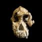 The skull, known as "MRD", was discovered not far from the younger Lucy -- the ancient ancestor of modern humans