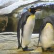 Skipper, right, and his male partner Ping, left, have begun taking care of a real egg at their enclosure in Berlin Zoo