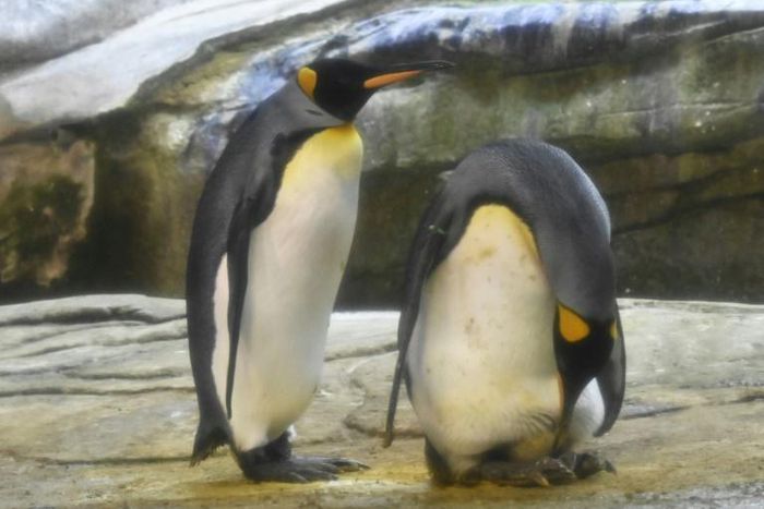 Skipper, right, and his male partner Ping, left, have begun taking care of a real egg at their enclosure in Berlin Zoo