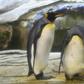 Skipper, right, and his male partner Ping, left, have begun taking care of a real egg at their enclosure in Berlin Zoo