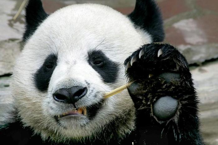 Chiang Mai zoo director Wutthichai Muangmun said that before his death, Chuang Chuang was doing what he liked best -- eating bamboo