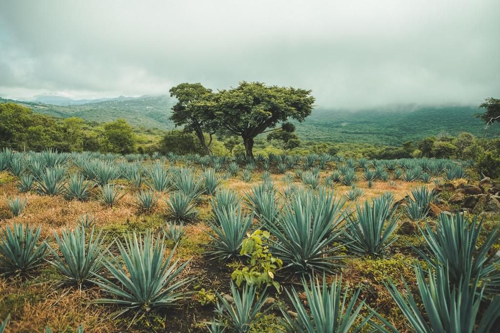 Agave field