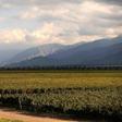 Malbec wine from the Mendoza region is exported worldwide but with the economic crisis many have switched to beer