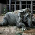 An elephant named Ramba that used to perform in circuses rests after arriving at the Brazilian Elephant Sanctuary