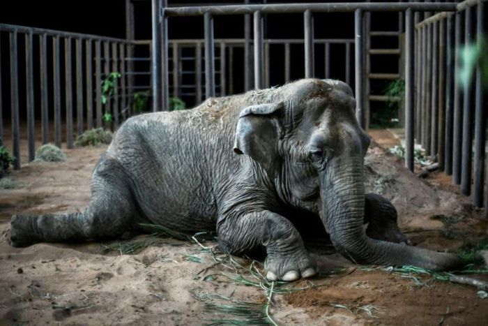 An elephant named Ramba that used to perform in circuses rests after arriving at the Brazilian Elephant Sanctuary