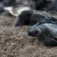 Abandoned fishing nets kill and injure more than 100,000 whales, dolphins, seals and turtles annually, according to UK-based charity World Animal Protection