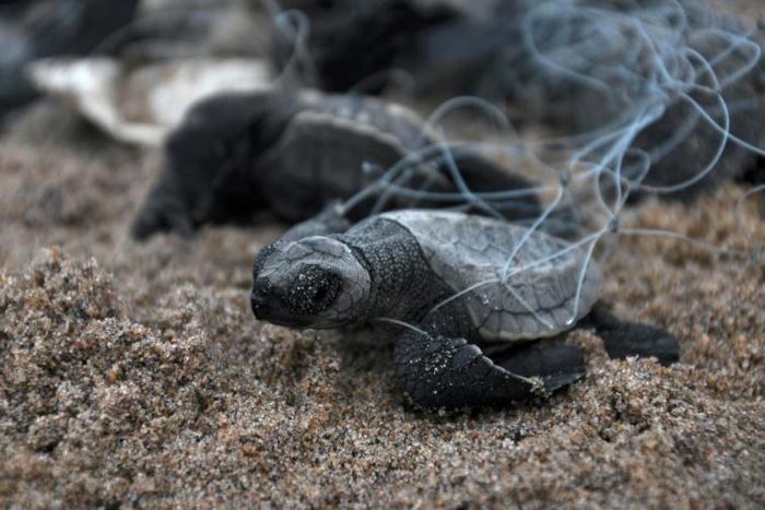 Abandoned fishing nets kill and injure more than 100,000 whales, dolphins, seals and turtles annually, according to UK-based charity World Animal Protection