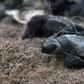 Abandoned fishing nets kill and injure more than 100,000 whales, dolphins, seals and turtles annually, according to UK-based charity World Animal Protection