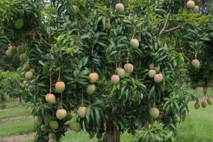 Commercial Mango Cultivation (Kisan Central)