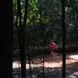 In the space of ten years, Karura forest has gone from a dangerous no man's land to one of Nairobi's safest and most popular destinations