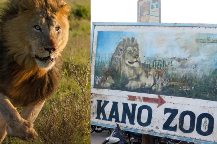 Lion captured after escape from zoo (HallaNaija)