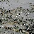 Sazo and other goat breeders scattered along the Andes foothills are on the frontline of climate change