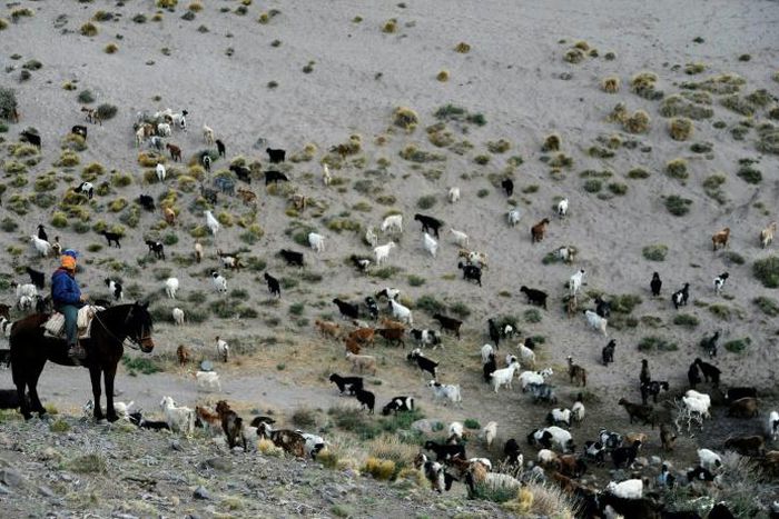 Sazo and other goat breeders scattered along the Andes foothills are on the frontline of climate change