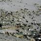 Sazo and other goat breeders scattered along the Andes foothills are on the frontline of climate change