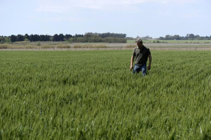 Farmer Daniel Berdini walks in a wheat field at a farm near Ramallo on October 9