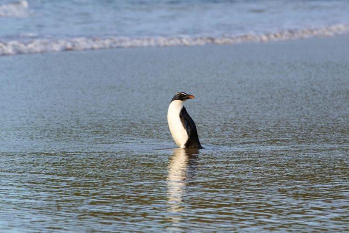 The bird was so underweight it had to be gradually reintroduced to food and the water