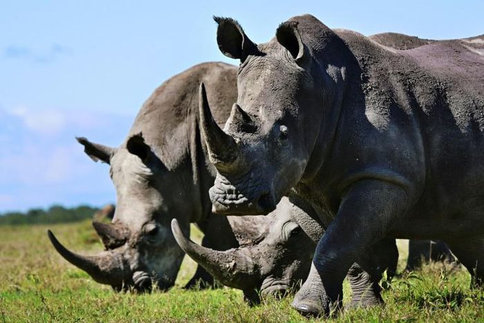 Rhinos, like those seen here in Kenya, are increasingly at risk in Botswana because of poaching
