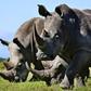 Rhinos, like those seen here in Kenya, are increasingly at risk in Botswana because of poaching