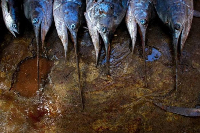 Fishing is a major contributor to Namibia's export earnings