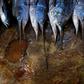 Fishing is a major contributor to Namibia's export earnings