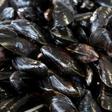 Like canaries in a coal mine, mussels have long been used as 'bio-indicators' of the health of the seas, lakes and rivers they inhabit