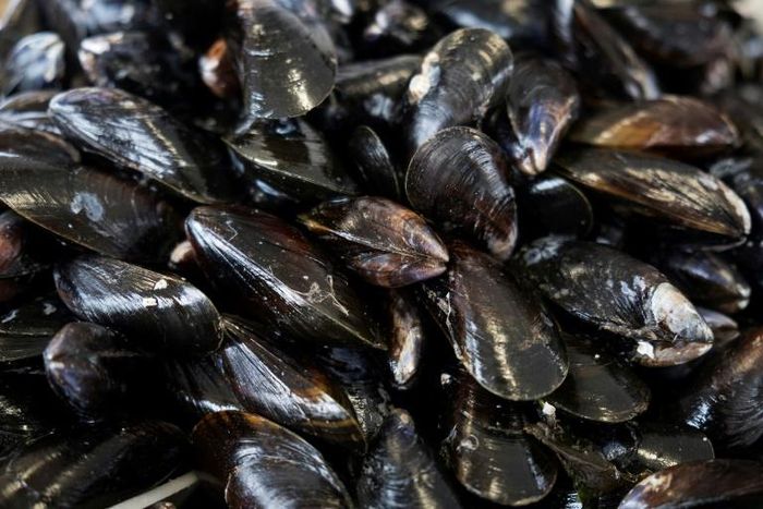 Like canaries in a coal mine, mussels have long been used as 'bio-indicators' of the health of the seas, lakes and rivers they inhabit