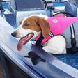 This Dog Life Jacket Gets Viral Review On Twitter