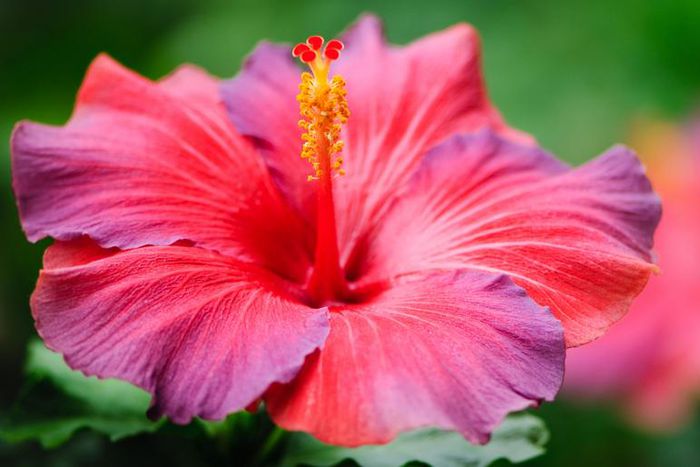 Dr. Pimple Popper Rips Out 'Hawaiian Lipoma'