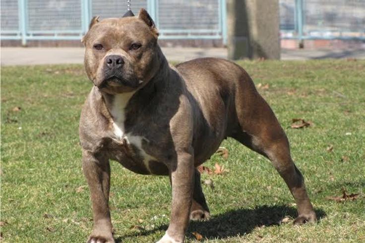 Pitbull (BurnabyNow)