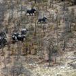 This aerial photograph shows elephants roaming in the plains of the Chobe district in the northern part of Botswana where officials say more than 100 elephants have died due to drought over the past two months