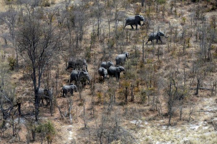 This aerial photograph shows elephants roaming in the plains of the Chobe district in the northern part of Botswana where officials say more than 100 elephants have died due to drought over the past two months