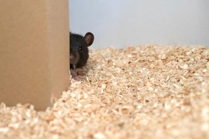 A rat plays hide-and-seek in this undated image courtesy of Reinhold, Sanguinetti-Scheck, Hartmann & Brecht