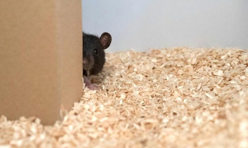 A rat plays hide-and-seek in this undated image courtesy of Reinhold, Sanguinetti-Scheck, Hartmann & Brecht