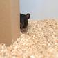 A rat plays hide-and-seek in this undated image courtesy of Reinhold, Sanguinetti-Scheck, Hartmann & Brecht