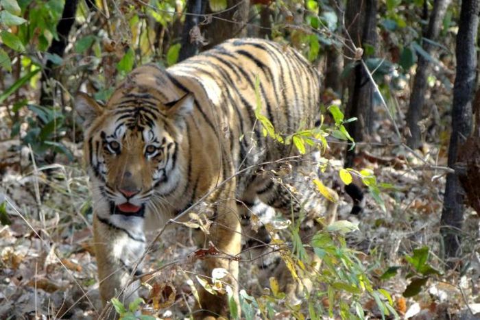 India is home to almost 75 percent of the world's tigers and has at present 2,967 of the big cats