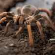 A man attempted to carry a bag containing 38 adult and some 50 young tarantula spiders, as well as dozens of egg-filled cocoons, through the airport at Cayenne, the capital of French Guiana